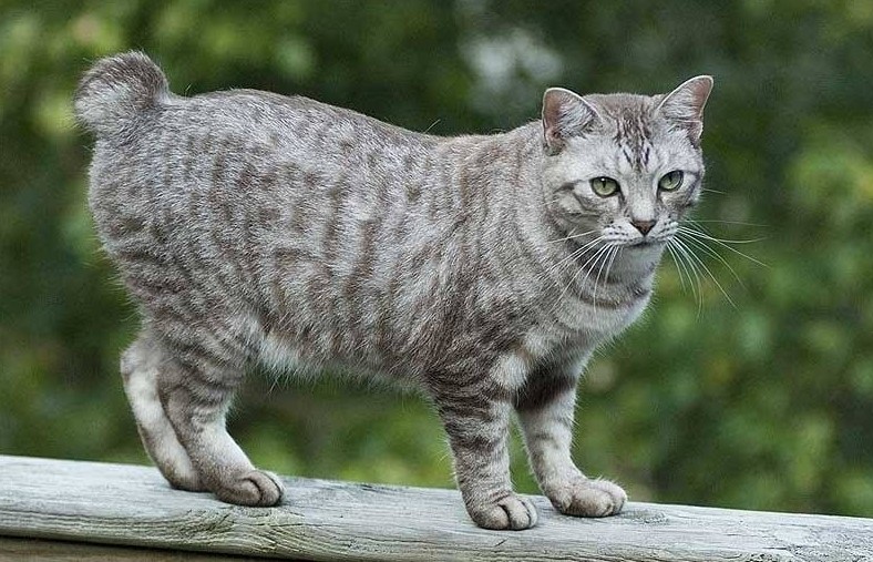 Gato Manx, [conoce la historia del gato sin cola de la Isla de Man]